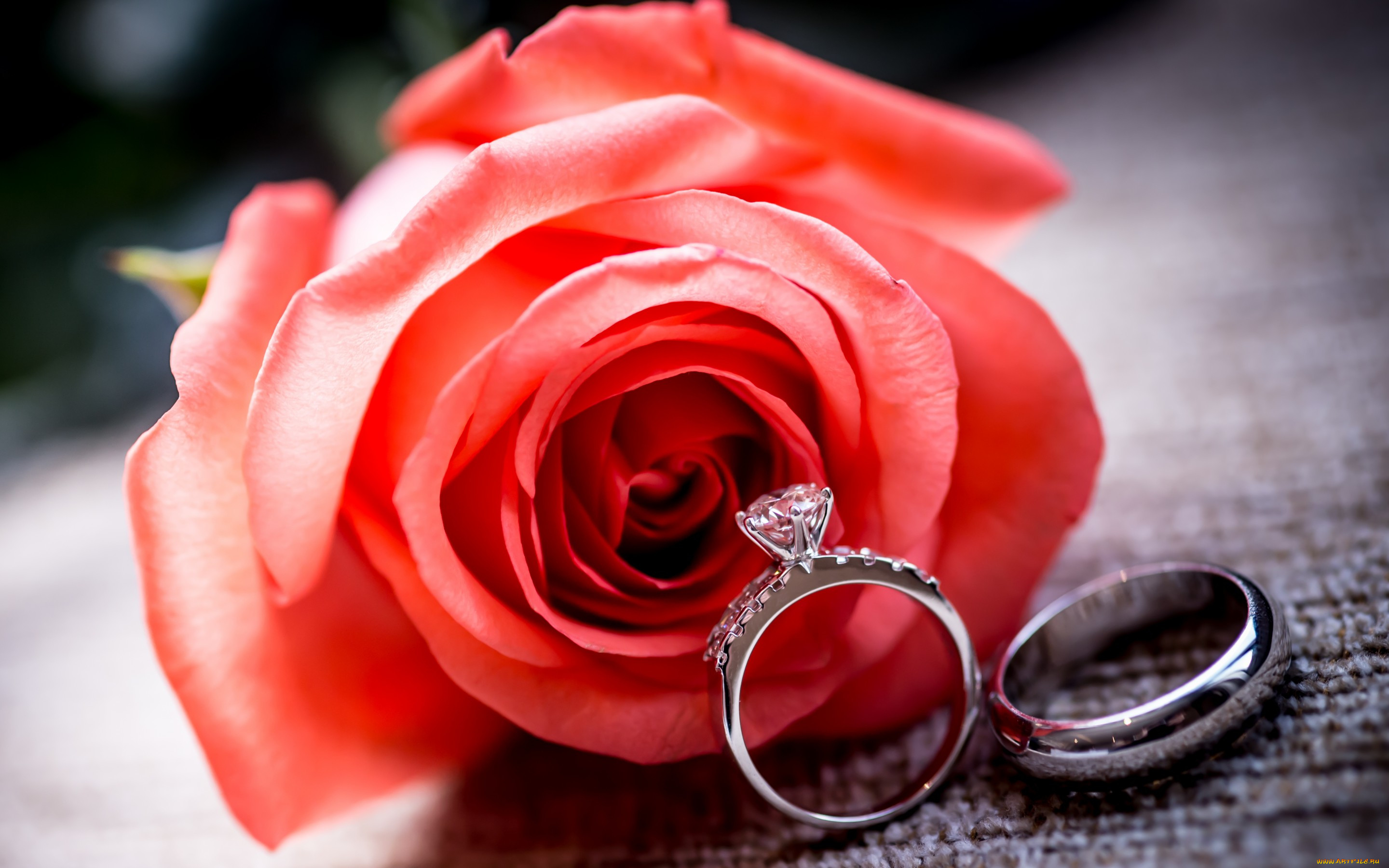 , ,  ,  , , red, ring, rose, , , 